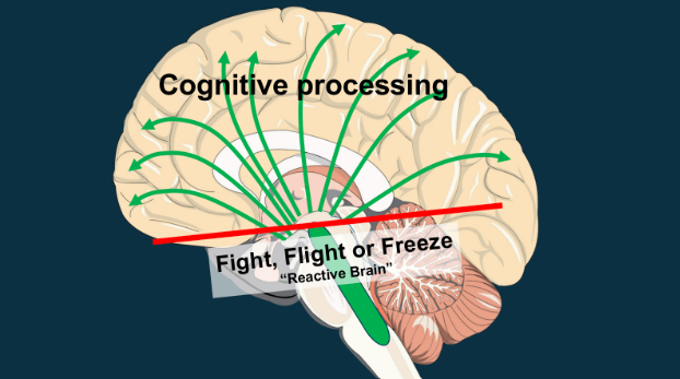 A diagram of a brain shoing cognitive processing